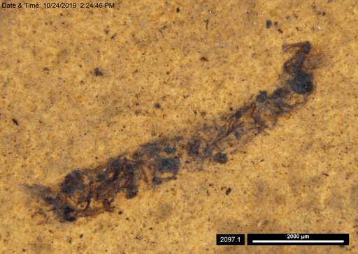 Genus sp
