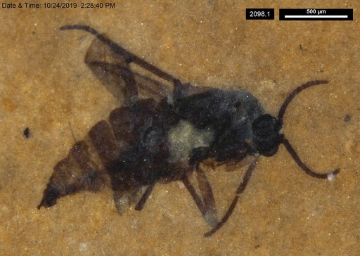 Diptera
