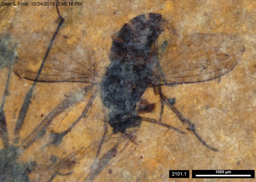 Diptera