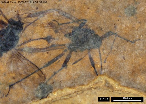 Aphididae