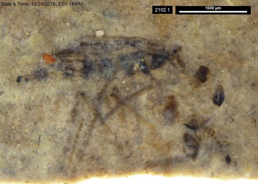 Diptera