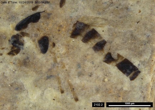 Chaoboridae