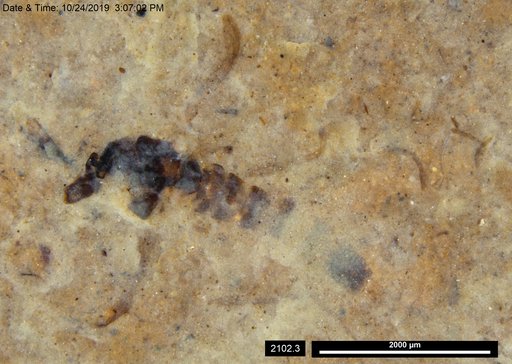 Chaoboridae