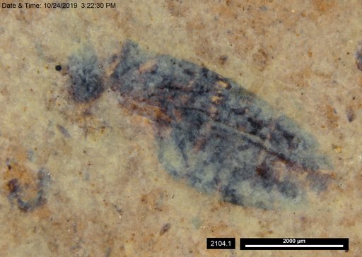 Genus sp