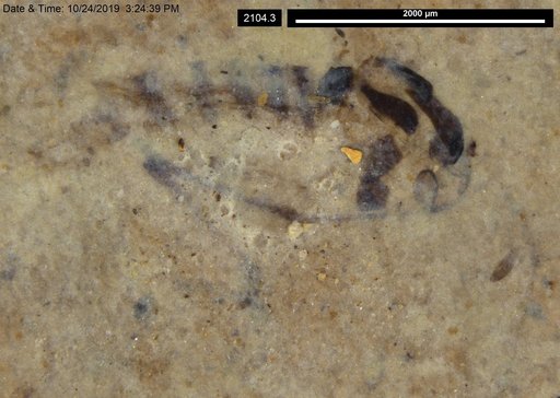 Chaoboridae