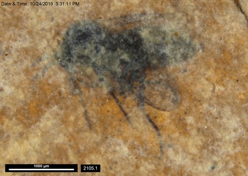 Diptera