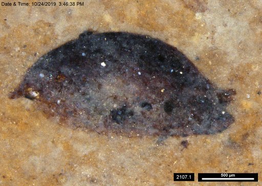 Tracheophyta