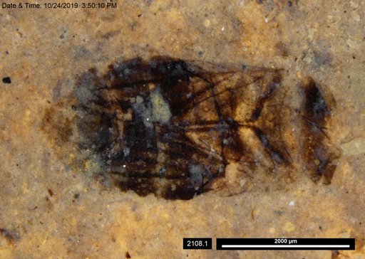 Corixidae