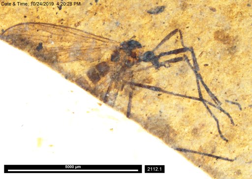 Diptera