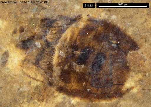 Corixidae