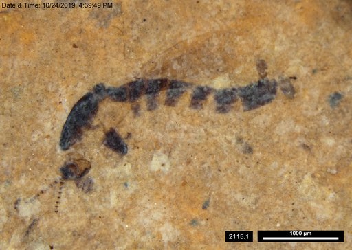 Chaoboridae