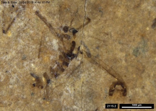 Chaoboridae