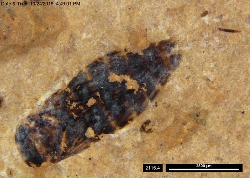 Corixidae