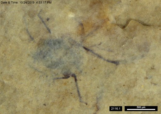 Aphididae
