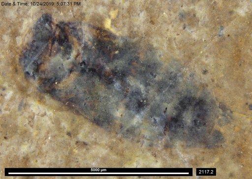 Corixidae