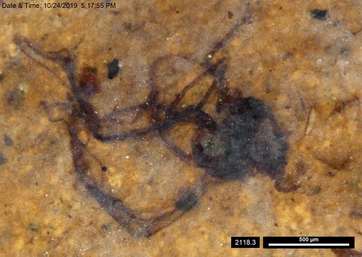 Aphididae