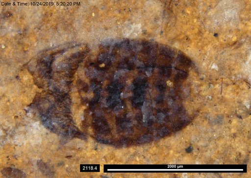 Corixidae