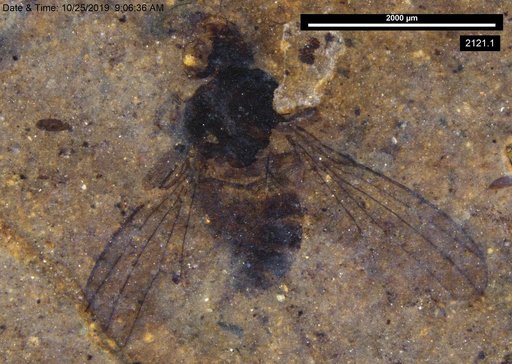 Diptera