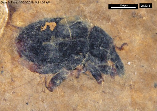 Genus sp
