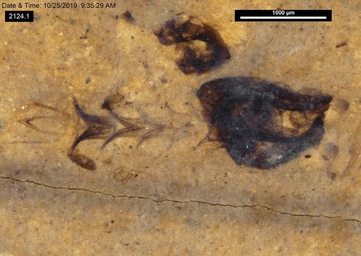 Chaoboridae