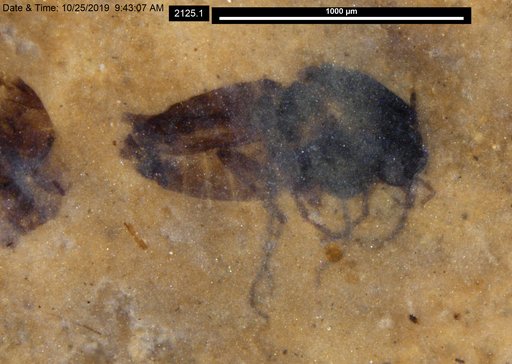 Diptera