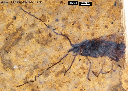 Genus sp