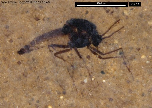 Diptera
