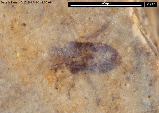 Insecta
