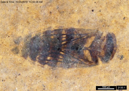 Corixidae