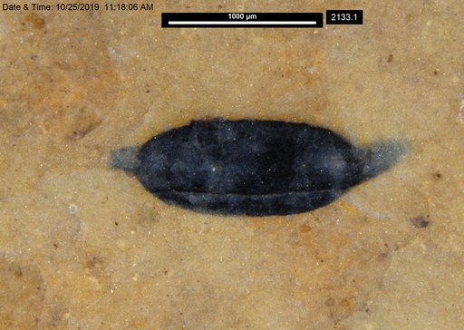 Tracheophyta
