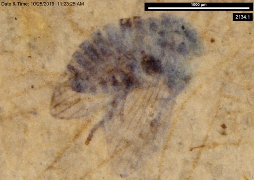 Psychodidae