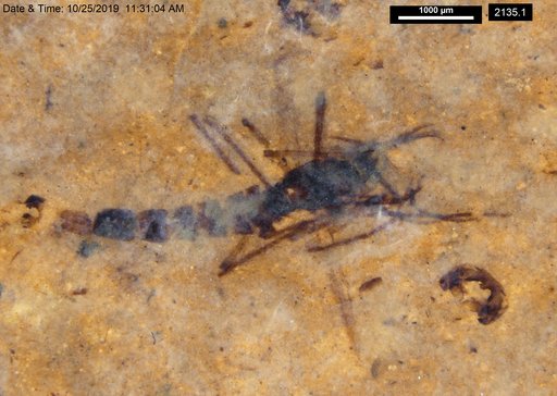 Genus sp