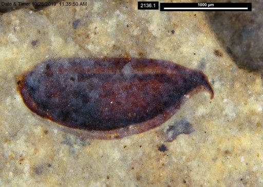 Tracheophyta