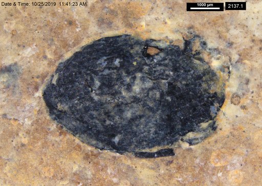 Tracheophyta