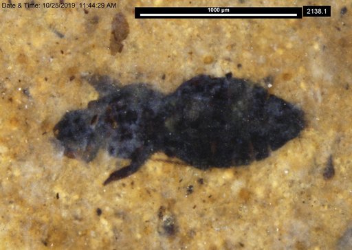 Genus sp