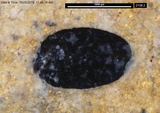 Tracheophyta