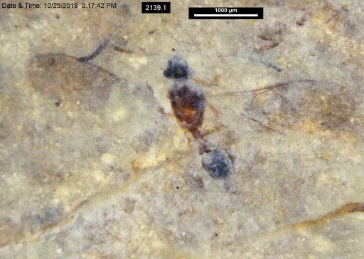Diapriidae