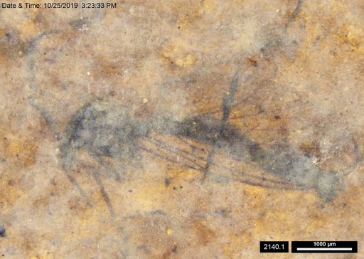 Diptera