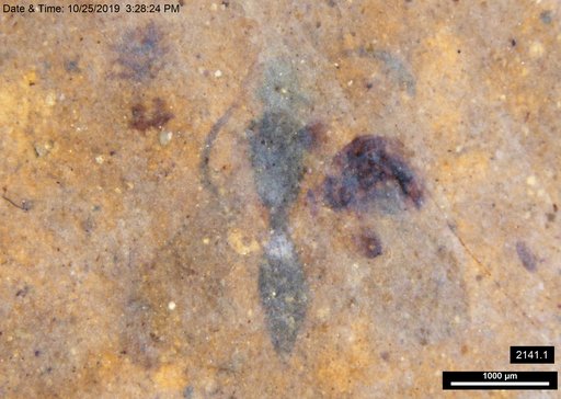 Diapriidae