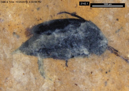 Mordellidae