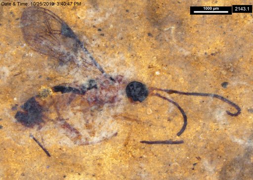 Ichneumonidae