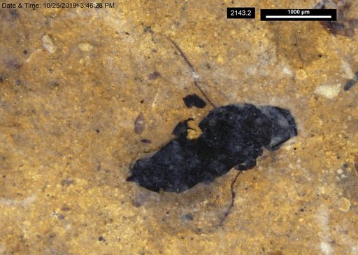 Genus sp
