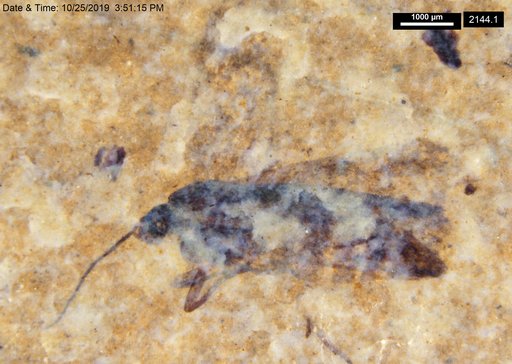 Genus sp