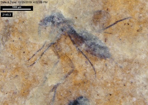 Mycetophilidae