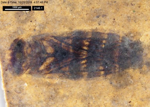 Corixidae