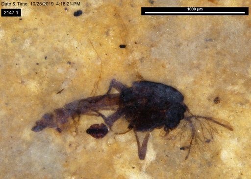 Diptera