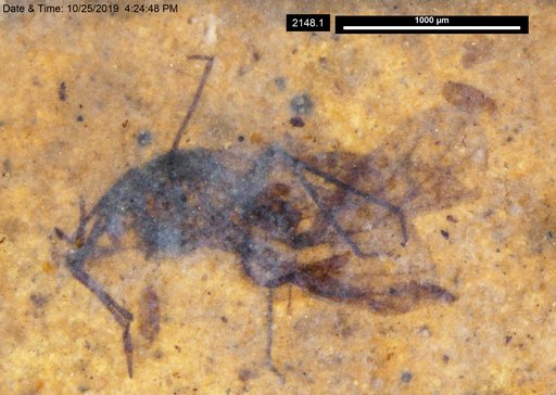 Aphididae
