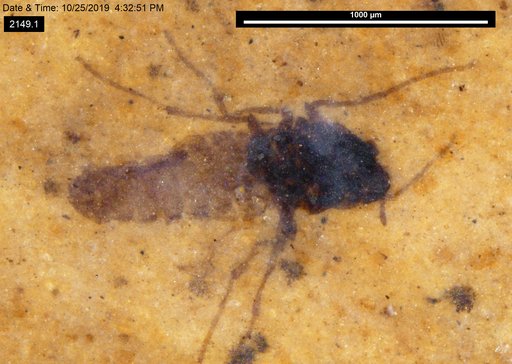 Diptera