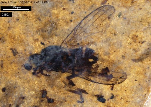 Diptera