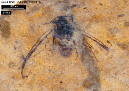 Aphididae